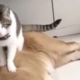This Golden Retriever Had the Best Reaction to a Cat Sitting on Their Sibling