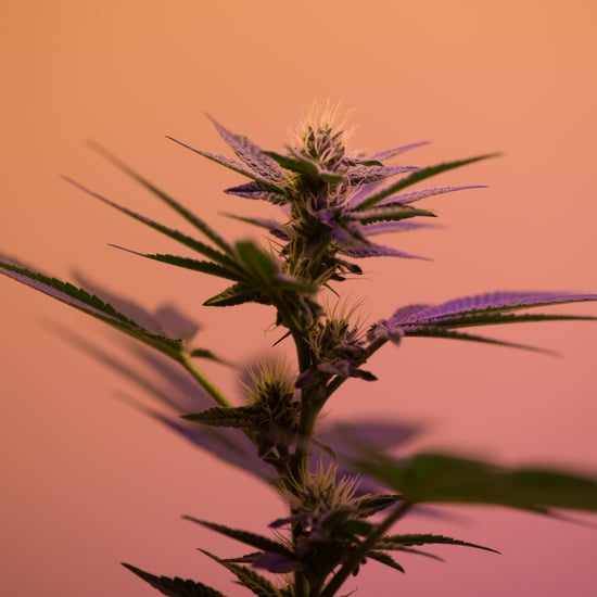 Weed Cannabis Spa Treatments