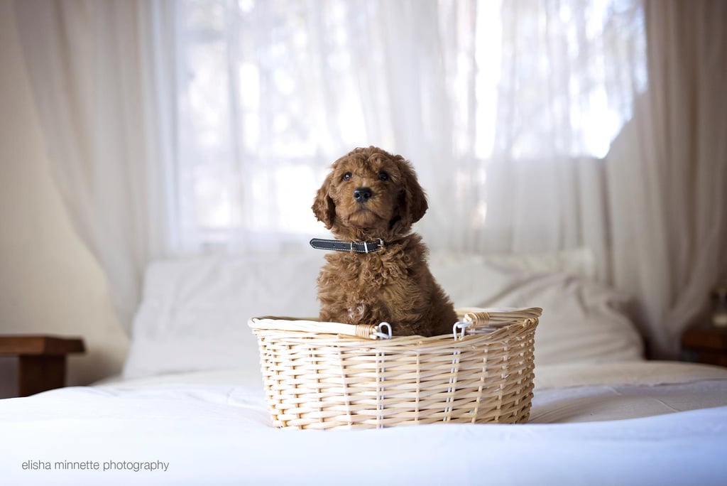 Newborn Photo Shoot Spoof With Puppy