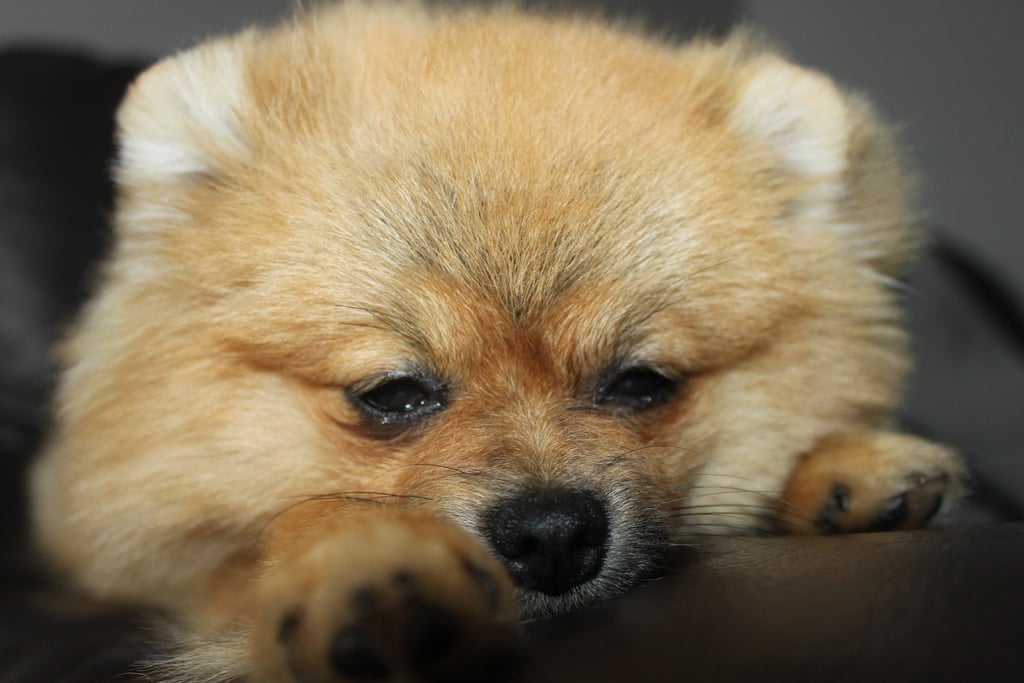 Cute Pomeranian Pictures