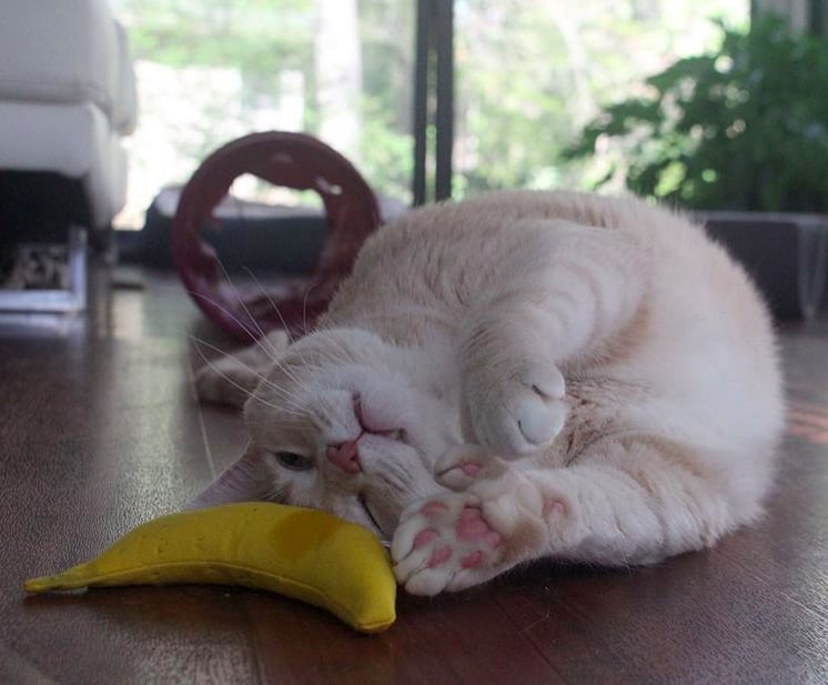 Photos of Bronson the 33-Pound Cat