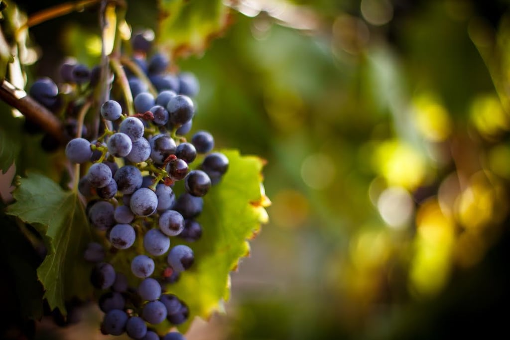 Grape