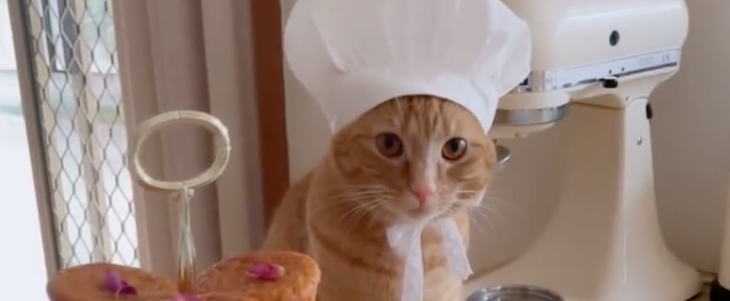 Sweet Instagram Videos of Orange Cat Making Desserts