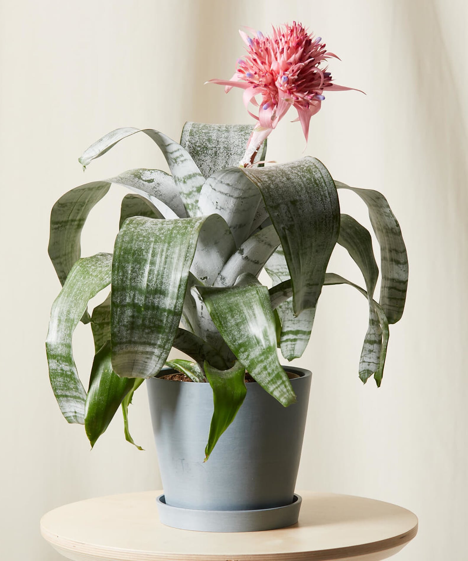 Best Indoor Flower Plants For Beginners POPSUGAR Home