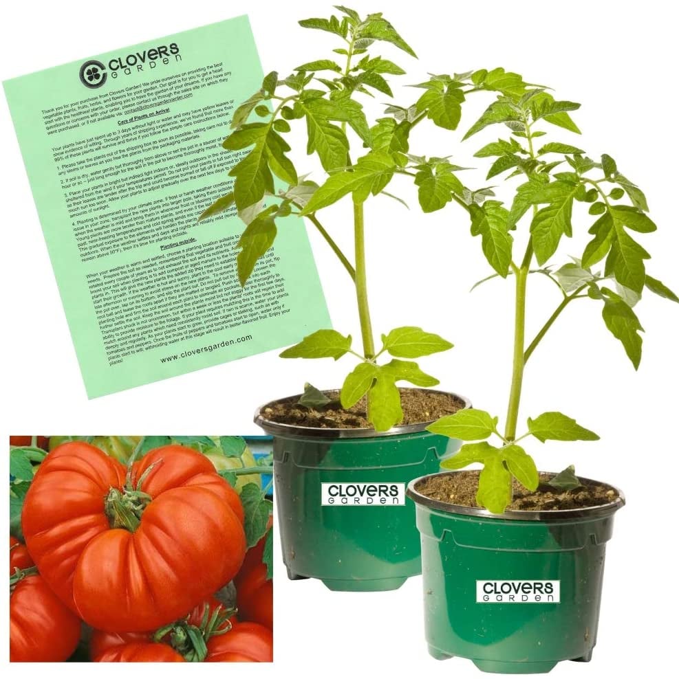 Beefsteak Tomato Plants