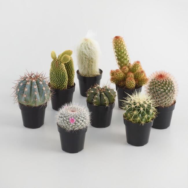 Small Assorted Live Potted Cacti Set of Three