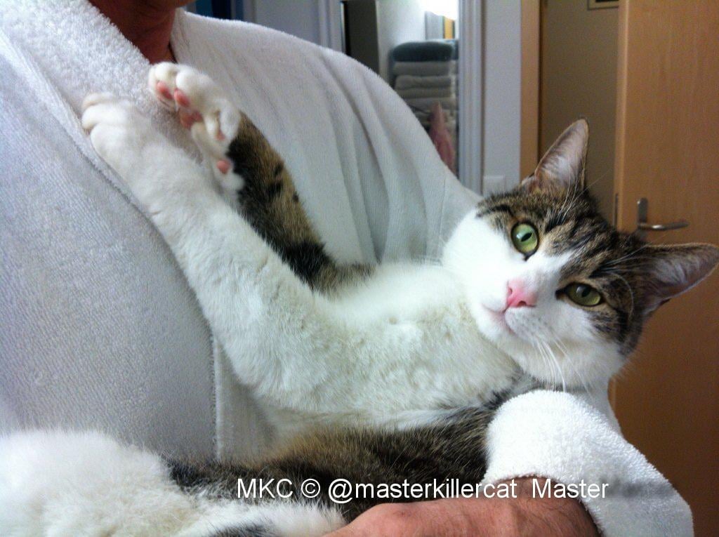 Master Killer Cat, 23K Followers