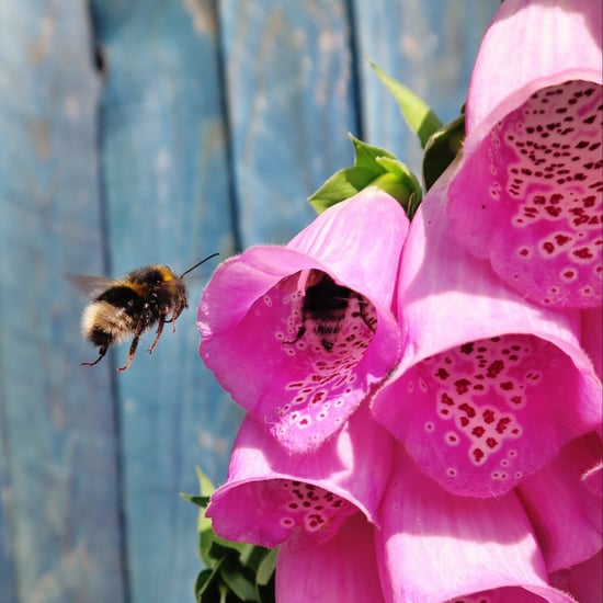 How to Keep Bees Away From Your House