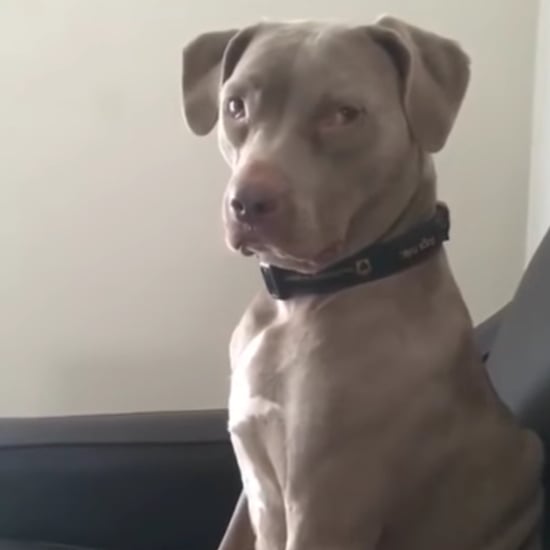 Dog Is Annoyed While Watching Movie