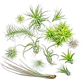 Air Plant Variety Pack ($23)