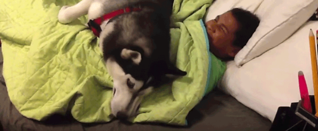 Husky Refuses to Let Boy Get Out of Bed