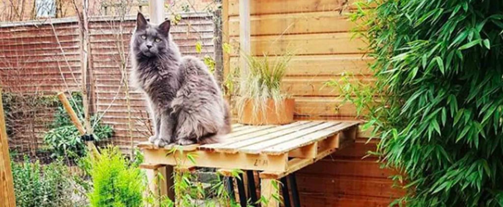 What Is a Catio?