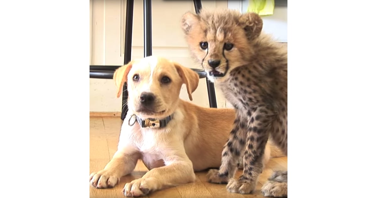 Dog and Cheetah Best Friends | Video | POPSUGAR Pets