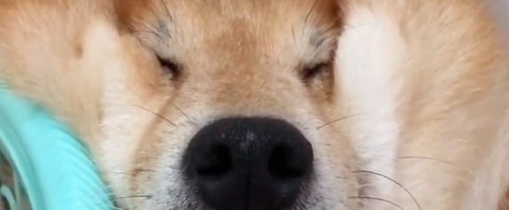 Cute Video of Dog Sleeping Against the Wall