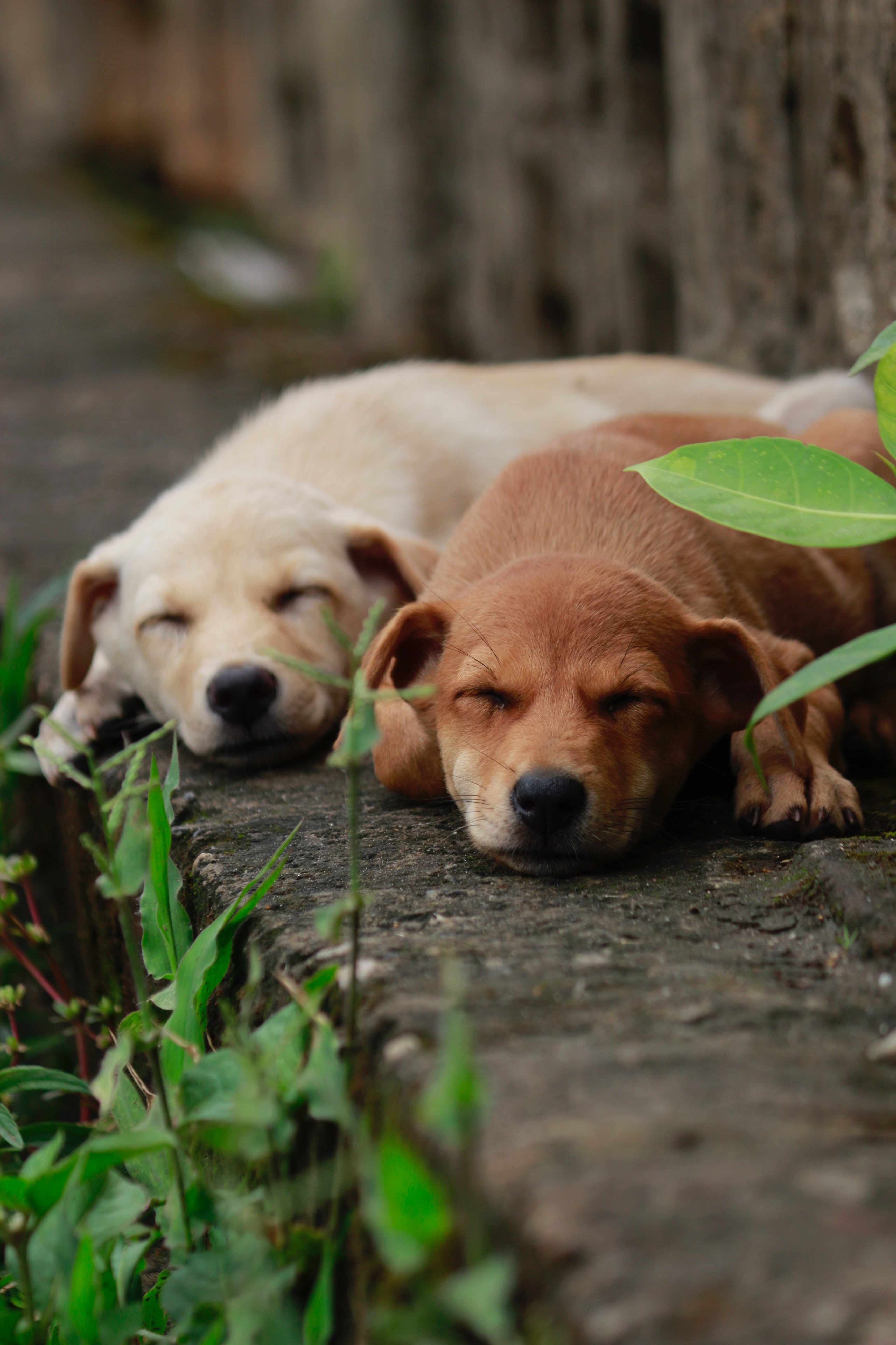 Popular male puppy names 2018 top