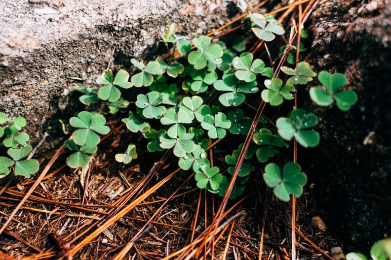 St. Patrick's Day Zoom Background: Shamrocks