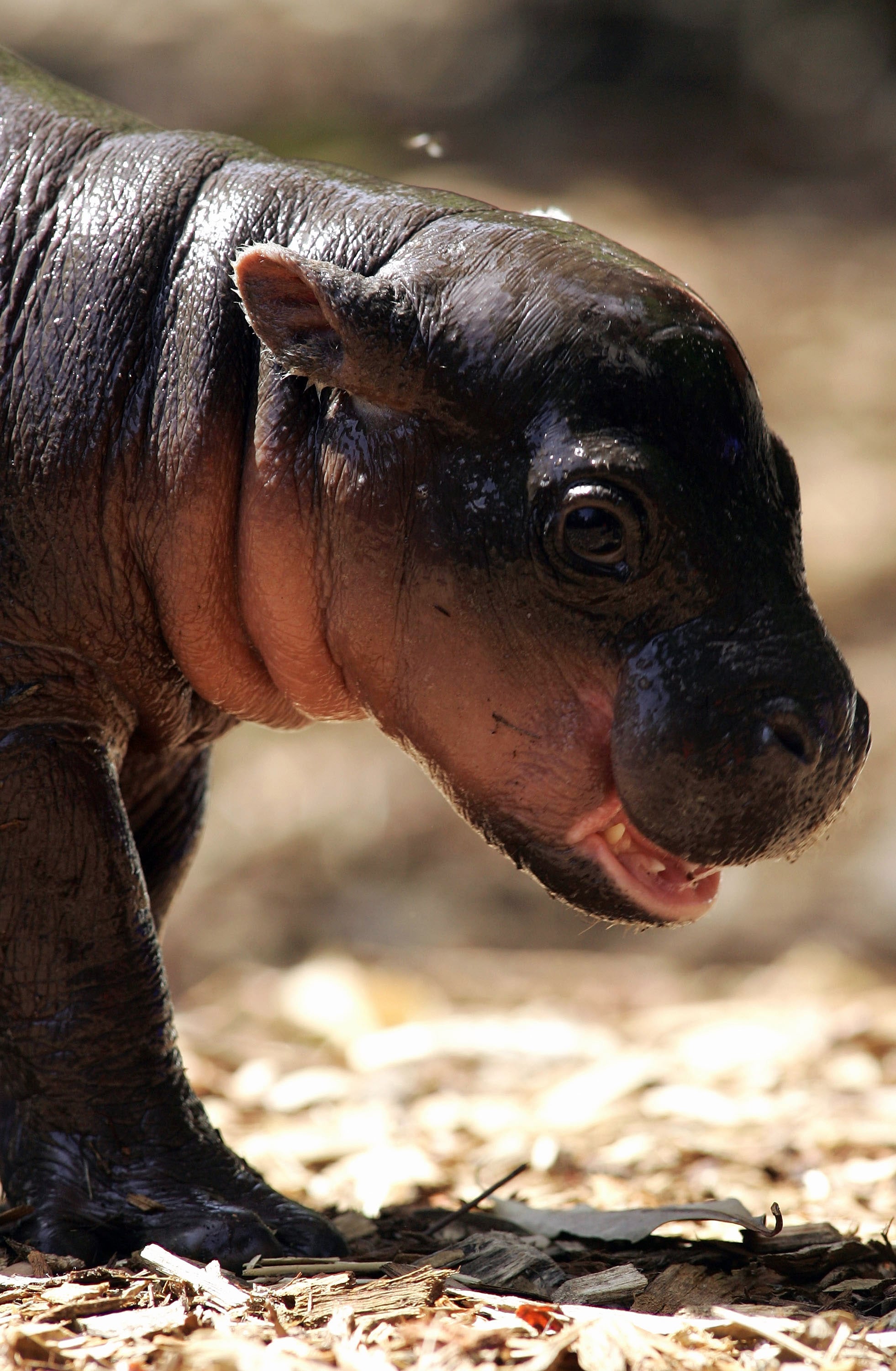 Meet Monifa An Adoro One Month Old Pygmy Hippopotamus