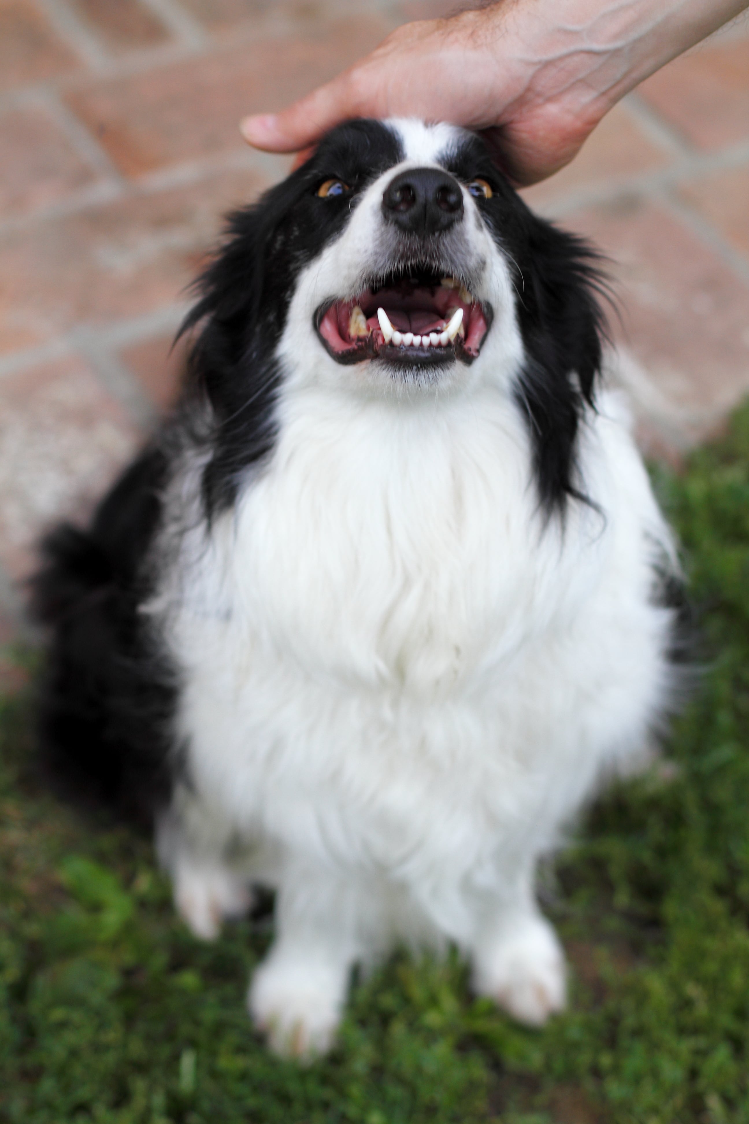 Cute Pictures of Border Collies POPSUGAR Pets