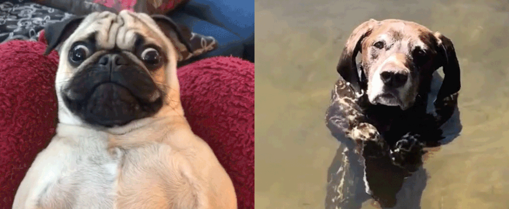 Funny Dog Videos on TikTok