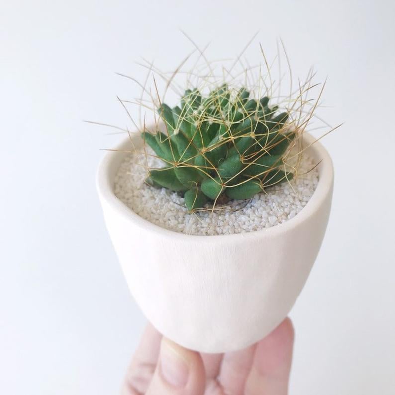 Harrietta Cactus and Handmade Ceramic Planter