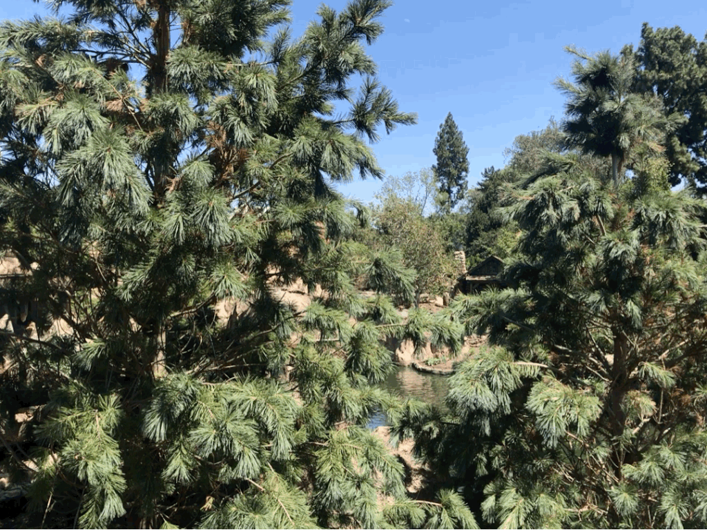 Disneyland Railroad's New Route 2017