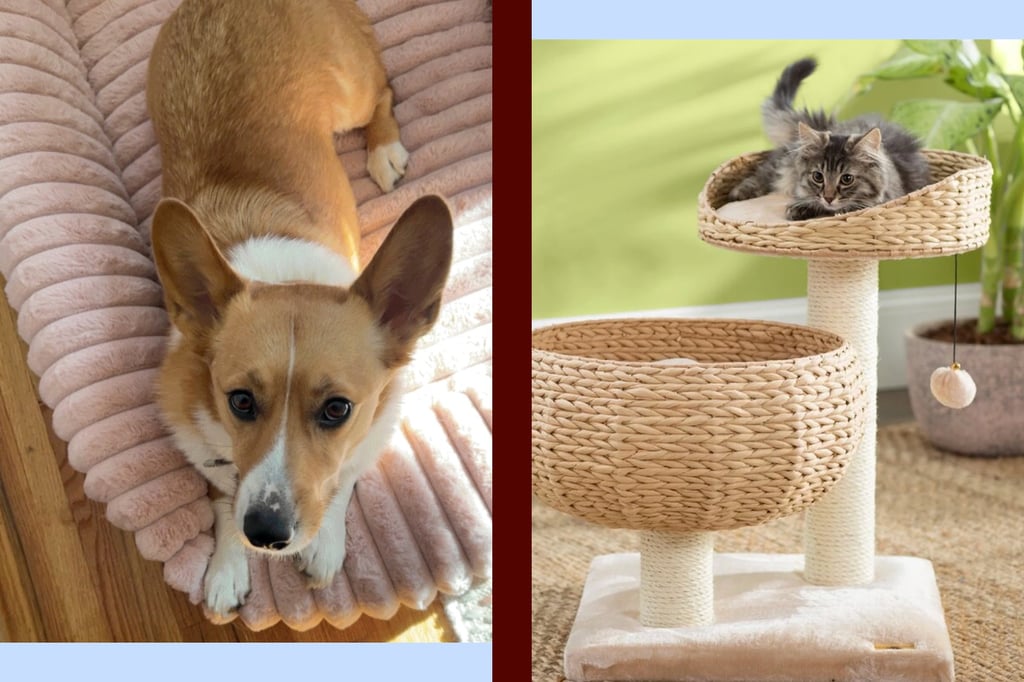 Best Products For Pet Owners