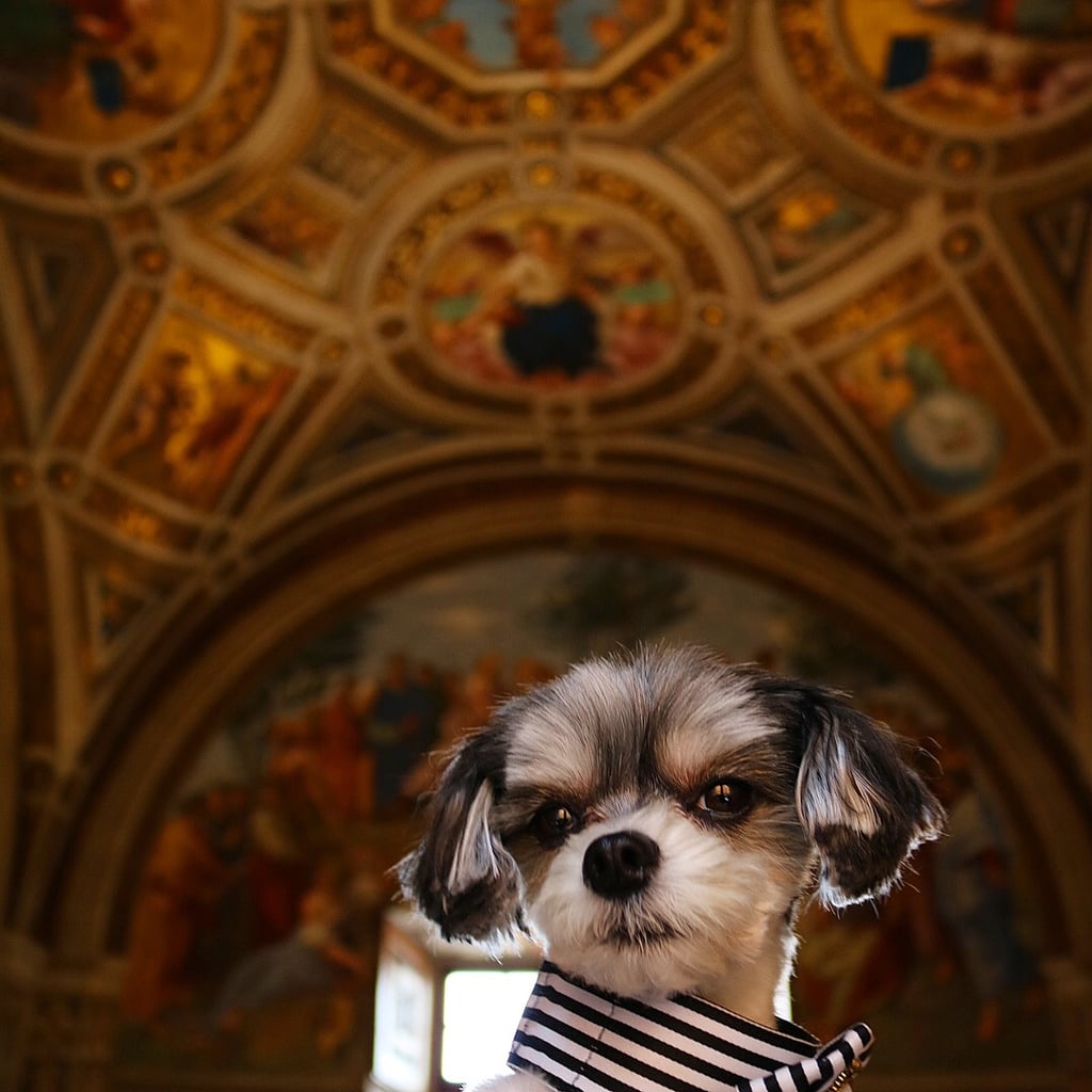 Tinkerbelle the Dog in Rome