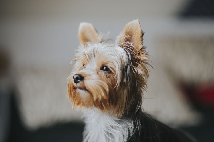 Yorkshire Terriers