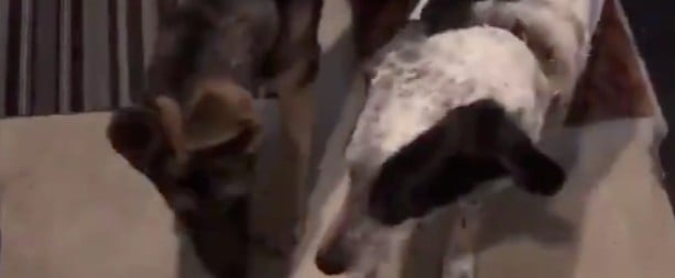 2 Dogs and a Cat Enter Man's Apartment