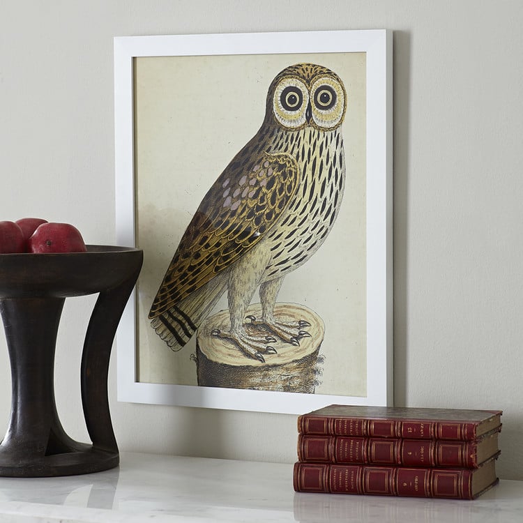Get the Look: Albin Bird Engraving Wall Art