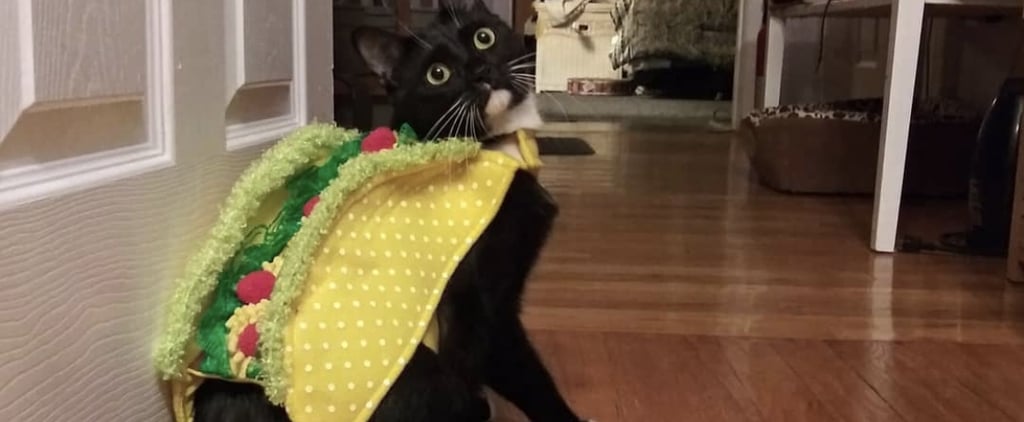 Cat Taco Halloween Costumes