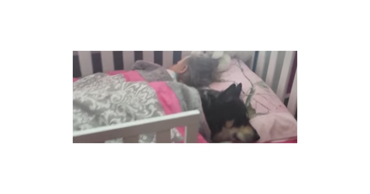 Pet Dog Sleeping With Toddler in Bed POPSUGAR Family