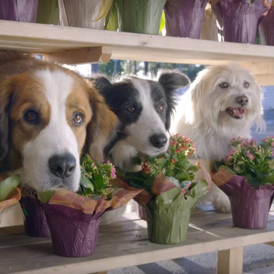 Doritos Dogs Super Bowl Commercial 2016