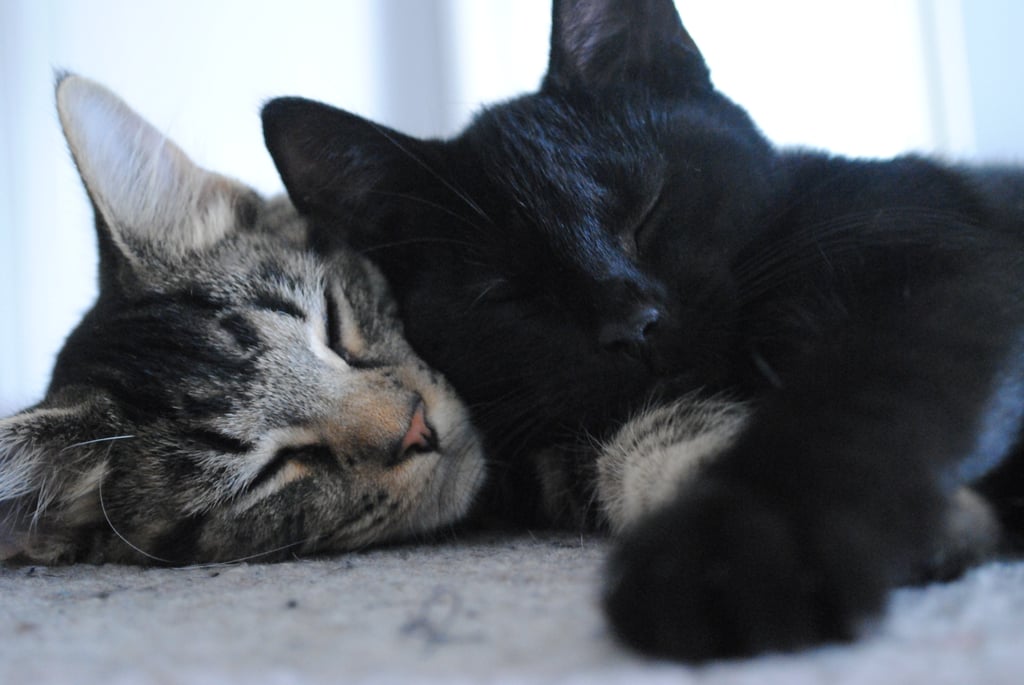 Cuddle Buddies Cuddle Buddies