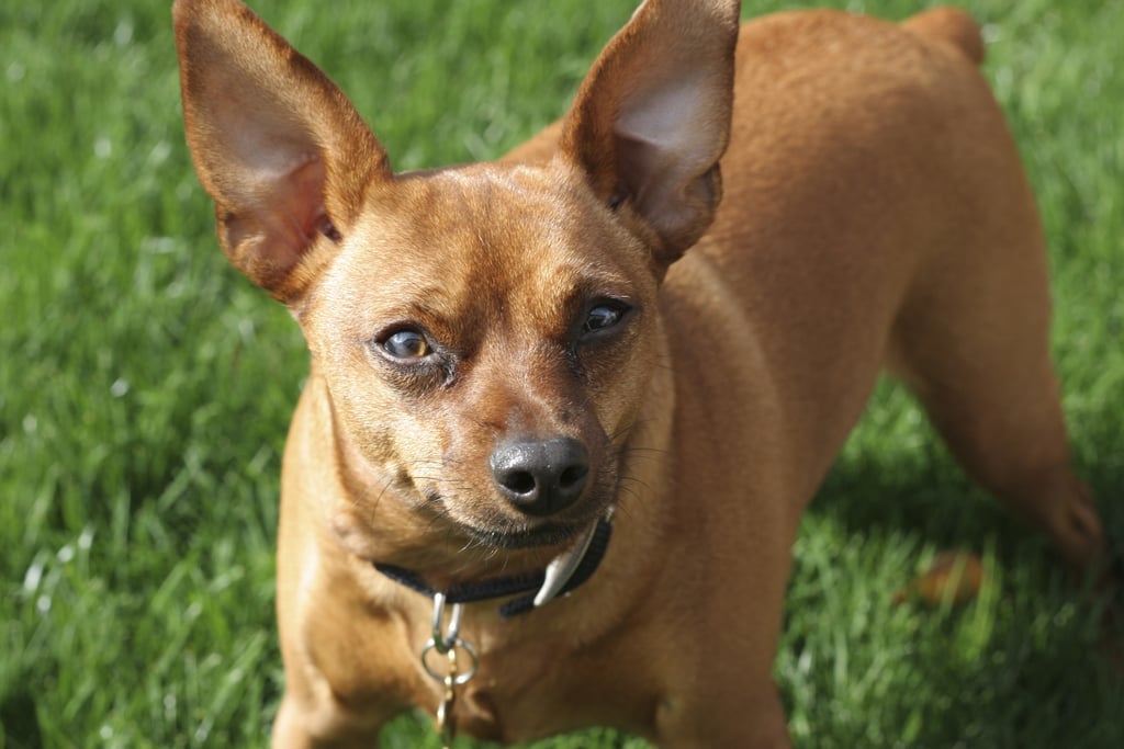 Candle Flame Ear Pictures of Common Ear Shapes For Dogs POPSUGAR Pets Photo 3