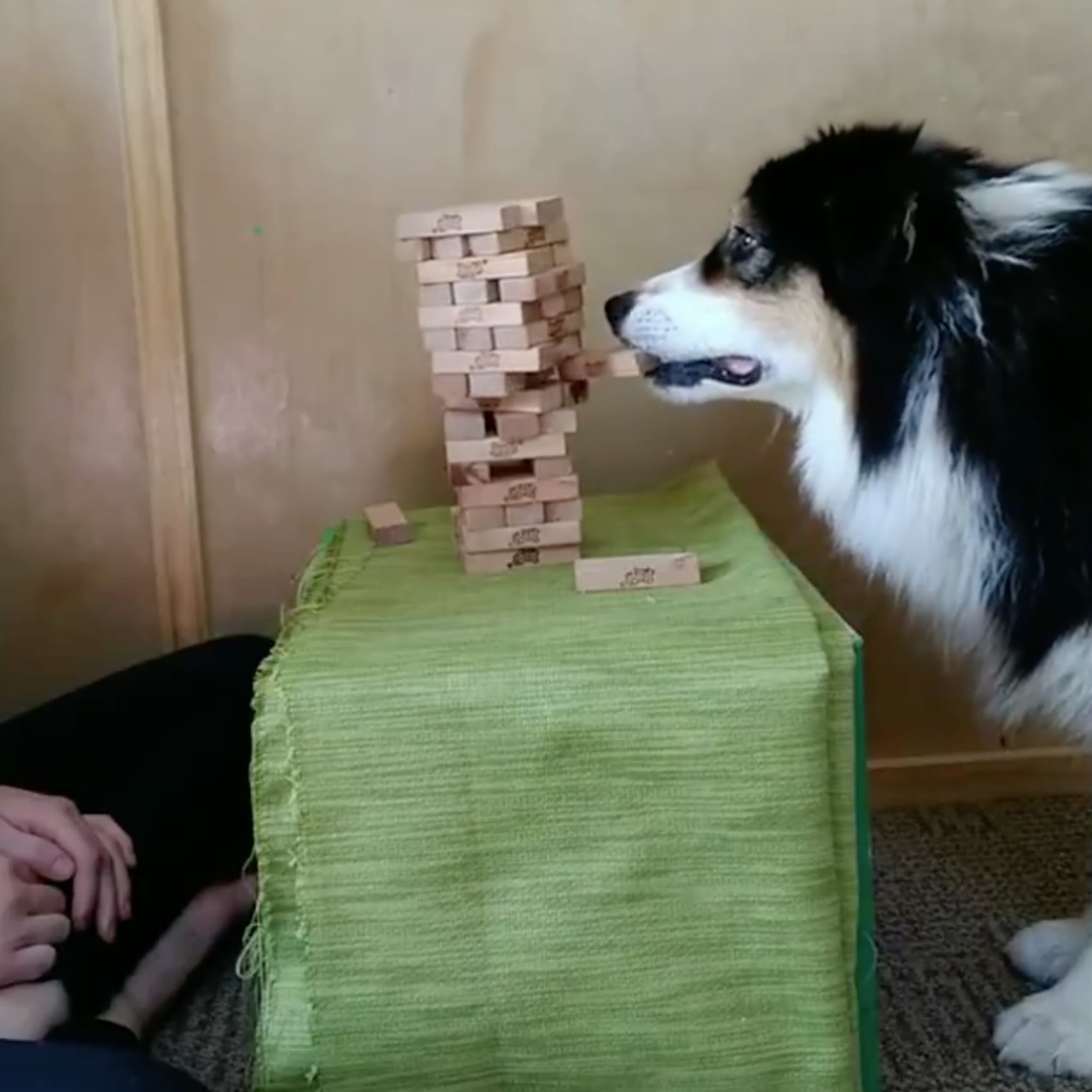 dog playing jenga
