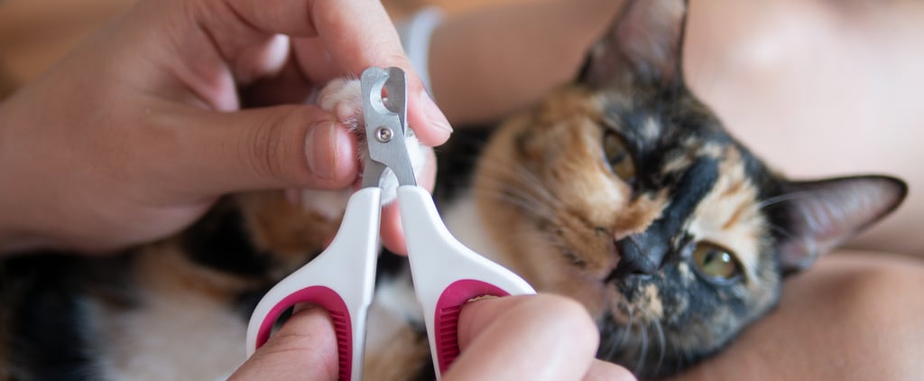 How Often Should I Trim My Cat's Nails?