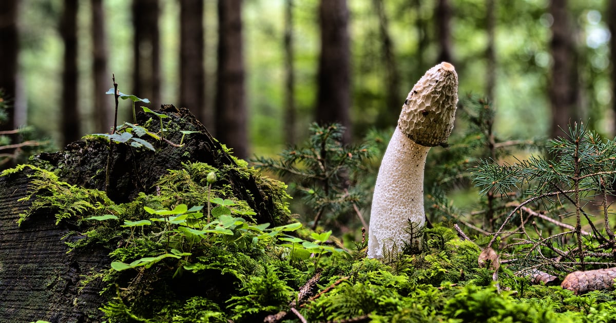 Penises Are Shaped Like Mushrooms For a Reason — but Not the One You Think