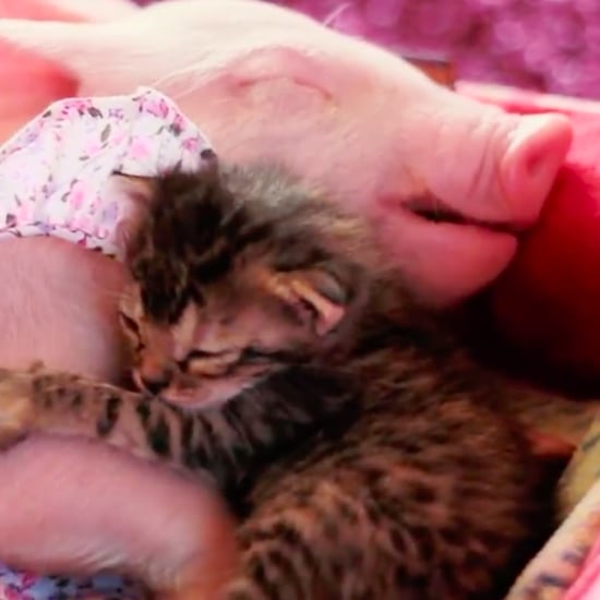 Kitten and Piglet Friends | Video