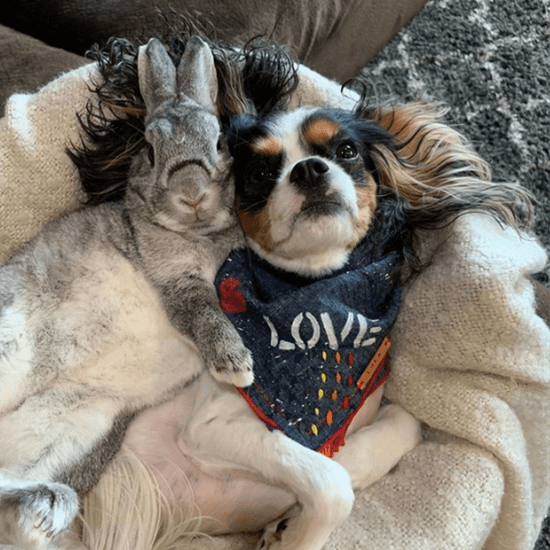 Photos and Videos of Dog and Bunny