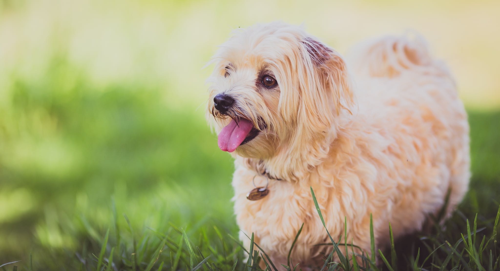 are dogs good for heart health