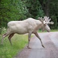 This Rare All-White Moose in Sweden Is Definitely a Patronus
