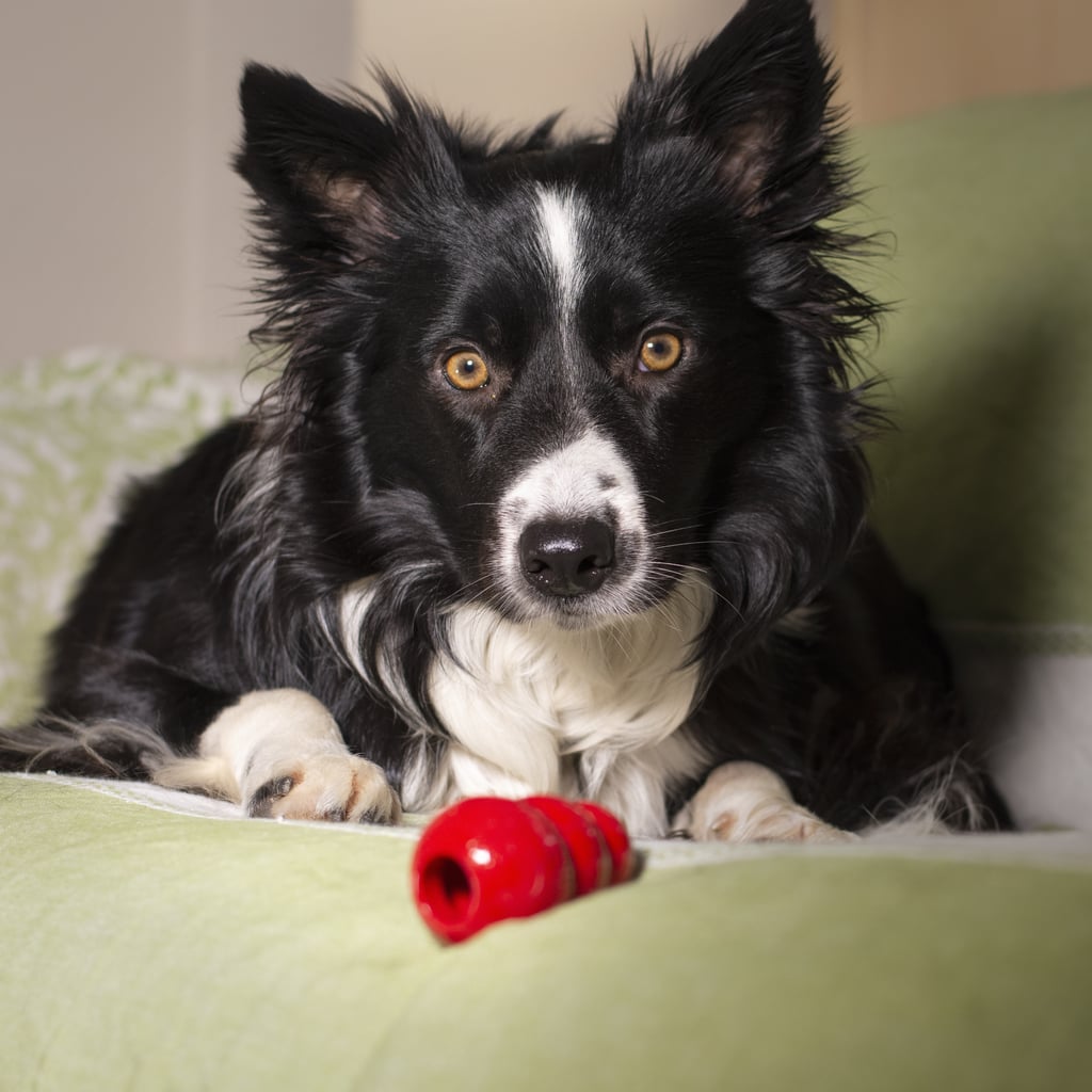 Best rawhide for dogs hotsell