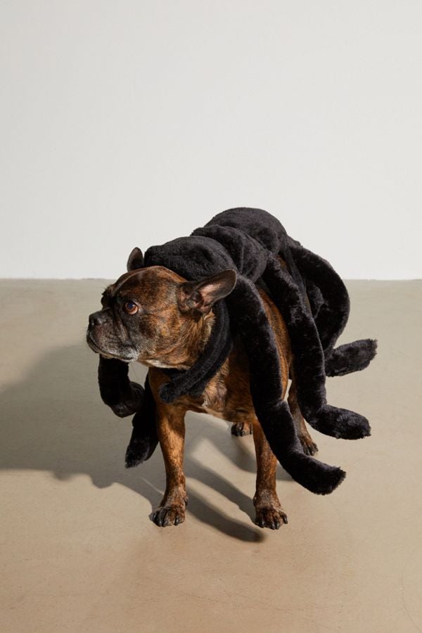 Spider Dog Halloween Costume