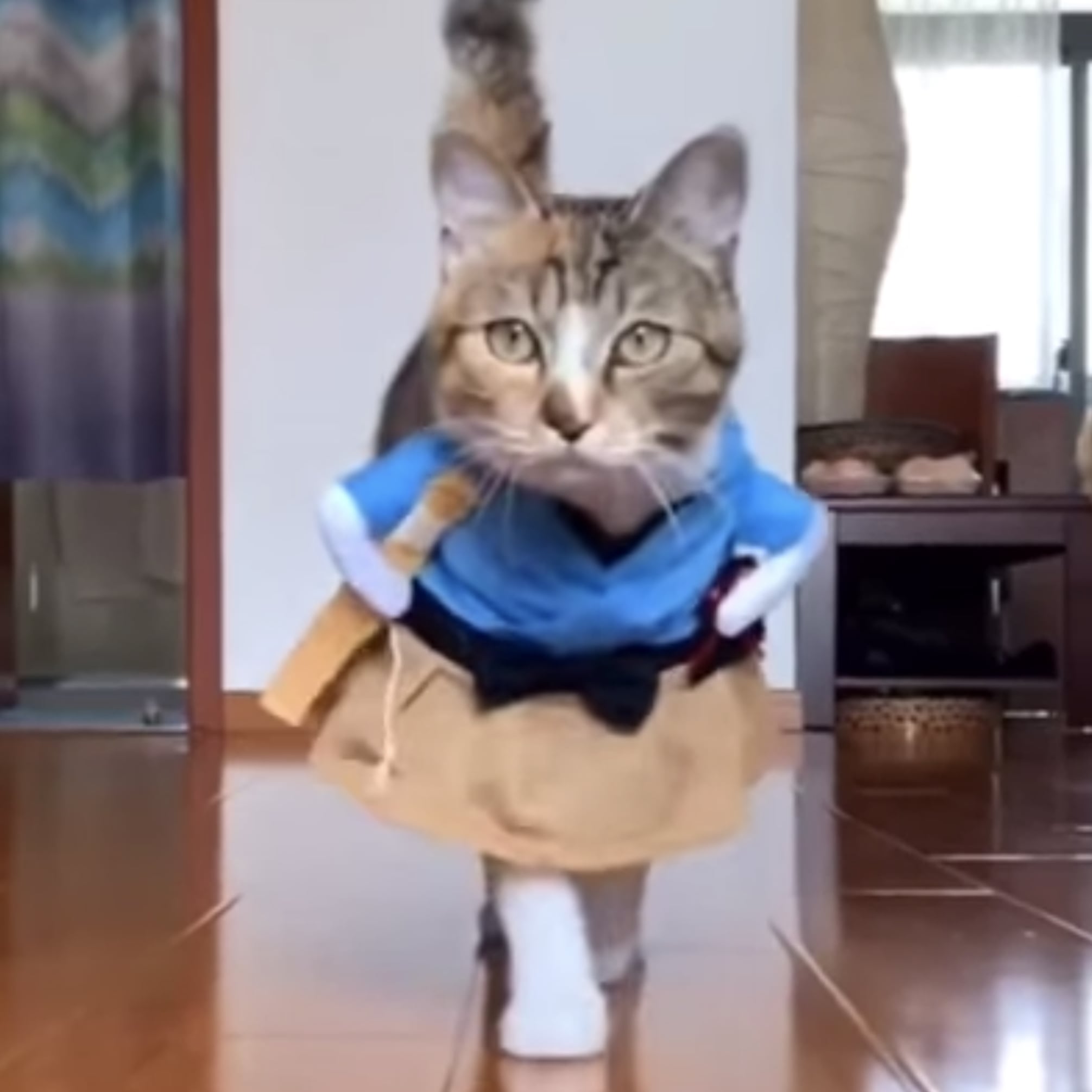 cats wearing clothes