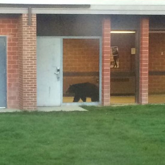 Black Bear at Bozeman High School in Montana