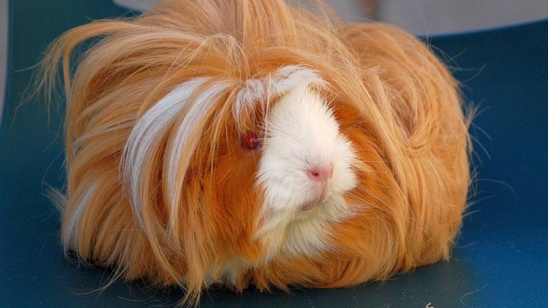 A Hairy Guinea Pig