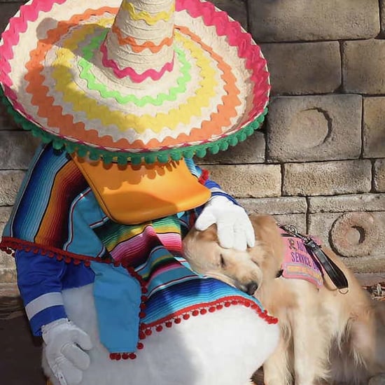 Watch This Service Dog Cuddle Donald Duck in a Cute Video