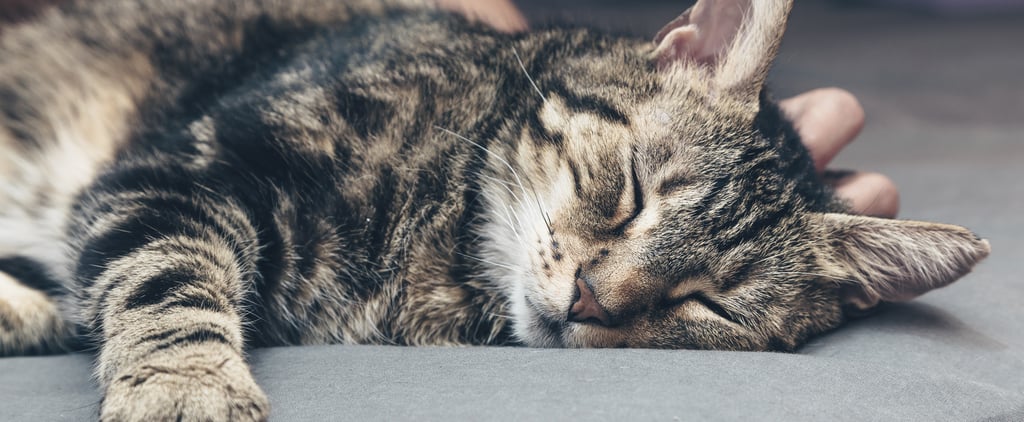 Why Does My Cat Drool When I Pet Them?