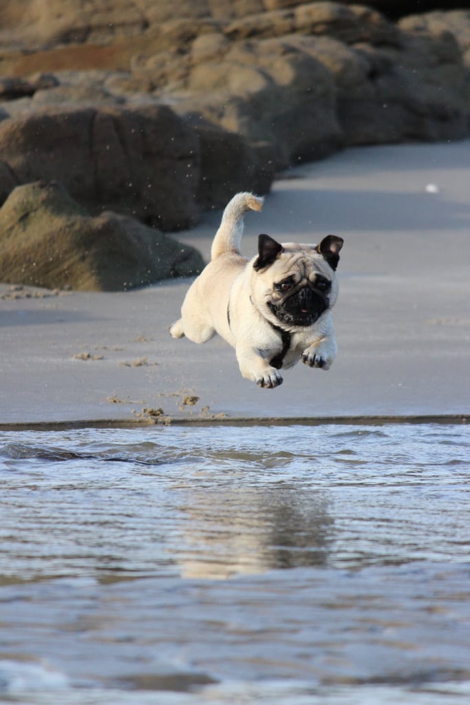 Cute Pictures of Pugs